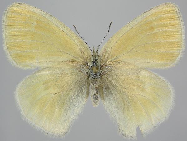 Photo of Coenonympha sweadneri by Norbert Kondla